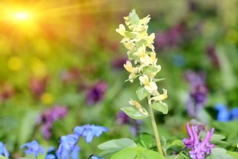 Nice flower meadow Stock Photos
