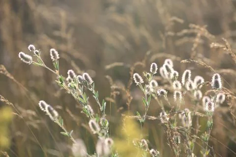 Nice flower meadow Foto stock