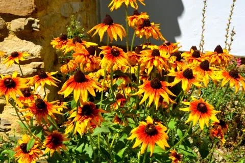 Nice flower in midsummer Stock Photos