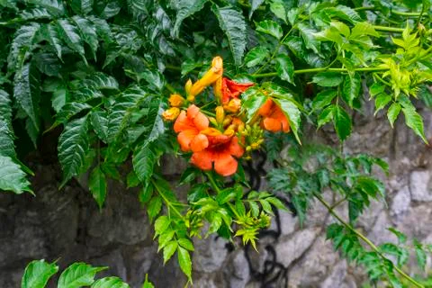 Nice flower by the path Stock Photos