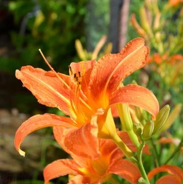 Nice flower Stock Photos