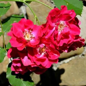 Nice flower Stock Photos