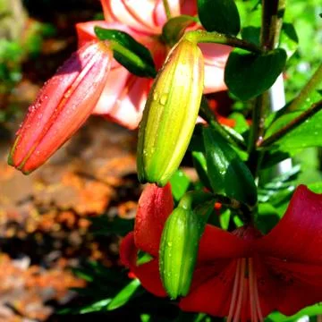 Nice flower Stock Photos