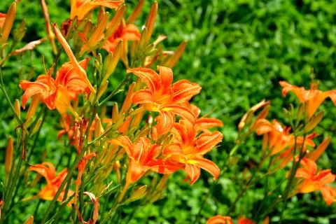 Nice flower Stock Photos