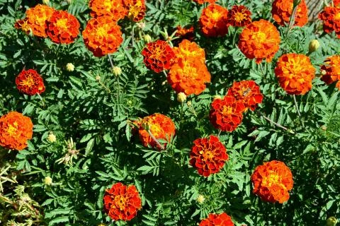 Nice flower Stock Photos