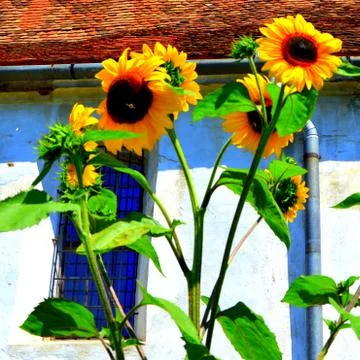 Nice flower Stock Photos