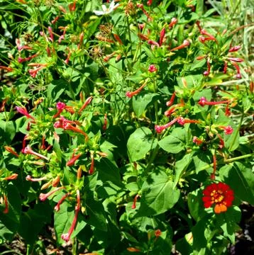 Nice flower Stock Photos