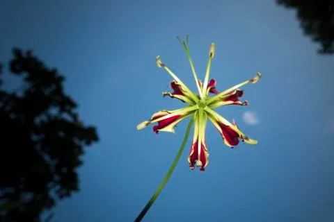 Nice flower Stock Photos