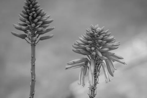 Nice flower Stock Photos