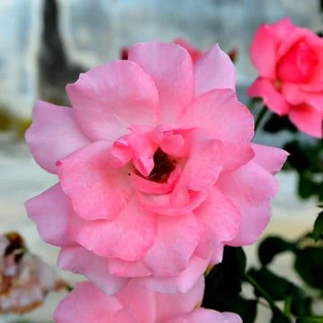 Nice flower Stock Photos