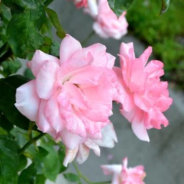 Nice flower Foto stock