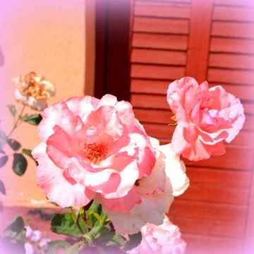 Nice flower Stock Photos