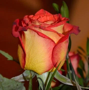 Nice flower Stock Photos