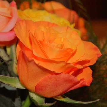 Nice flower Stock Photos