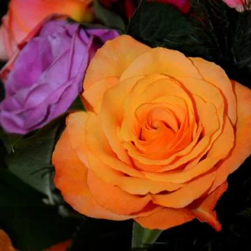 Nice flower Stock Photos