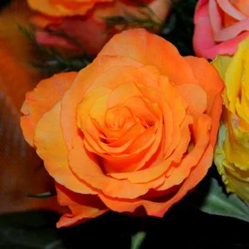 Nice flower Stock Photos