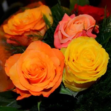 Nice flower Stock Photos