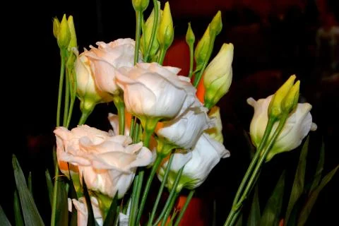 Nice flower Stock Photos