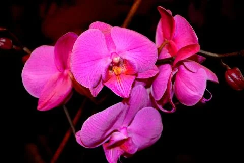 Nice flower Stock Photos