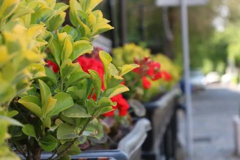 Nice flower Stock Photos