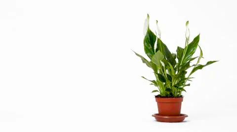 Nice flower in a pot on white background Stock Photos