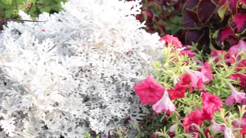 A nice flowerbed-flowers Vídeos de archivo 138957007