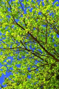 Nice flowers in early spring Stock Photos
