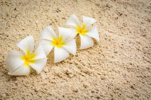 Nice flowers 写真素材