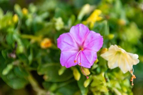 Nice flowers Stock Photos