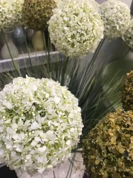 Nice flowers 写真素材