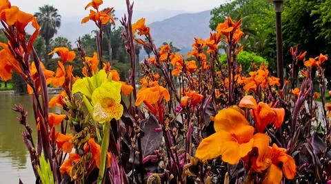 Nice flowers Stock Photos