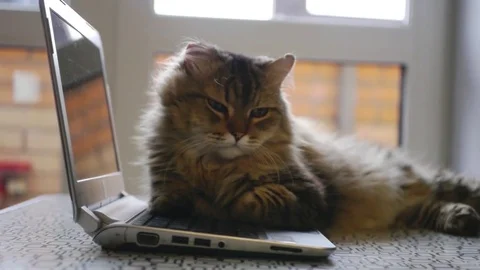 Nice fluffy cat lying on an open notebook. 1920x1080 Stock Footage 72868963
