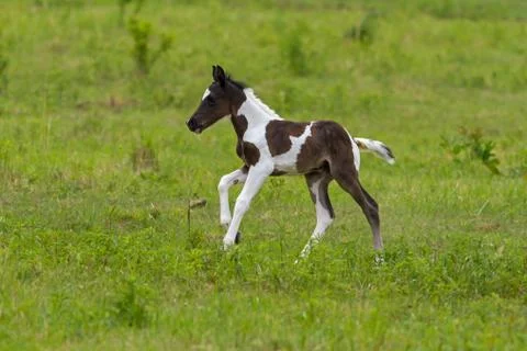 Nice foal on the meadow in springtime Stock Photos