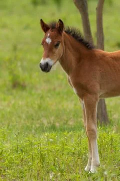 Nice foal on the meadow in springtime Stock Photos