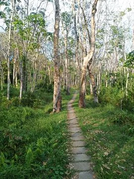 A Nice footpath in Rubber Garden Foto stock