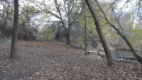 Nice forest in autumn Stock Footage 144704529