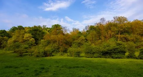 Nice forest landscape in springtime Stock Photos