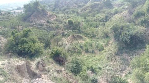 This is the nice forest. Stock Photos