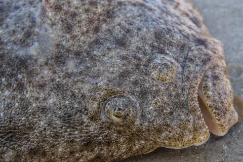 A nice fresh flatfish on a sandy beash Stock Photos