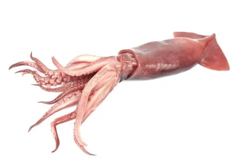 Nice fresh squid Foto stock