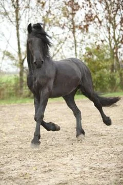 Nice friesian stallion running Stock Photos