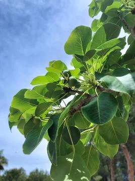 Nice fruit Pear tree Stock Photos