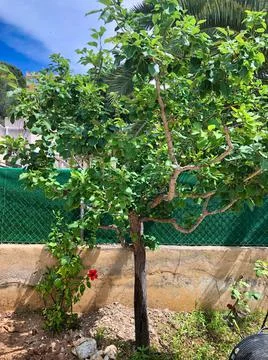 Nice fruit Pear tree Stock Photos