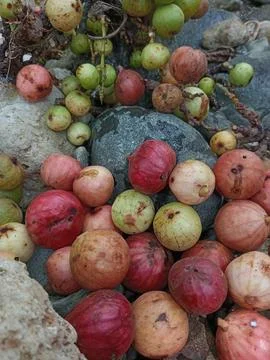 Nice fruits Stock Photos