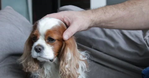 Nice furry spaniel sitting on sofa. Came... | Stock Video | Pond5