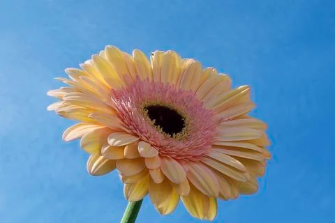 Nice gerber close up Foto stock