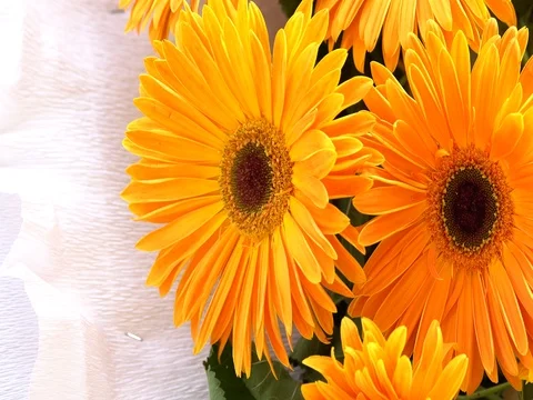 Nice Gerbers daisy flowers Vidéo 76821257