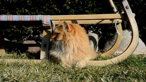 Nice ginger cat lying on the garden Stock Footage 72699617