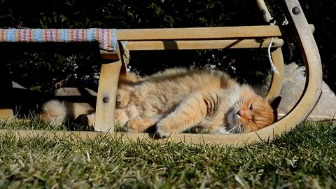 Nice ginger cat lying on the garden Stock Footage 72699677
