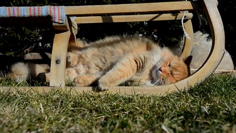 Nice ginger cat lying on the garden Stock Footage 72699737